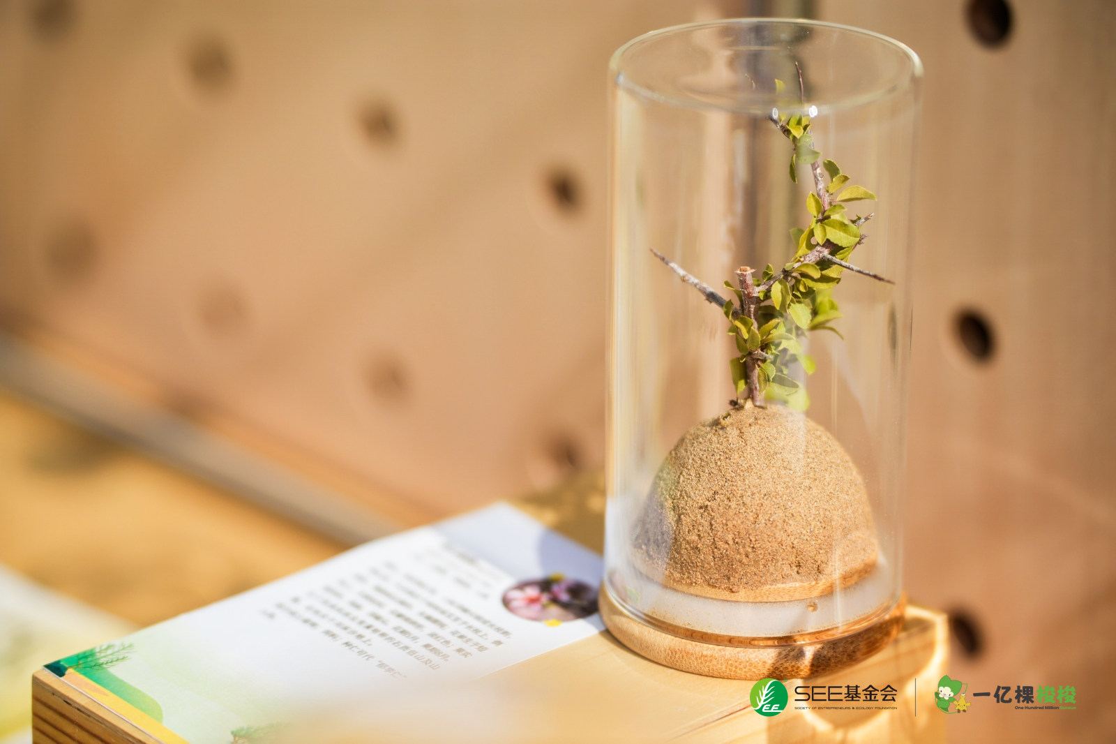 荒漠与我之间-荒漠化防治公众科普活动案例图8