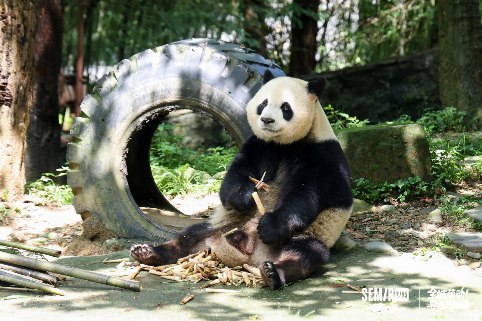 全城萌动!蓉遇熊猫国|森马儿童成都亲子研学案例图10